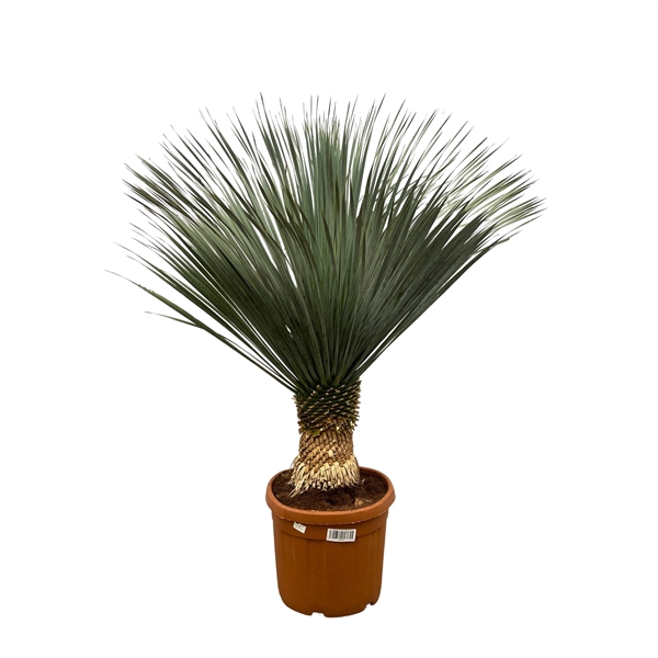 <h4>Yucca Rostrata - 160cm</h4>