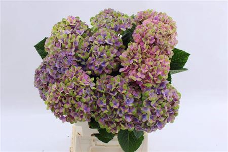 <h4>Hydr M Mag Coral</h4>