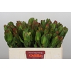 Leucadendron Laurel Yellow