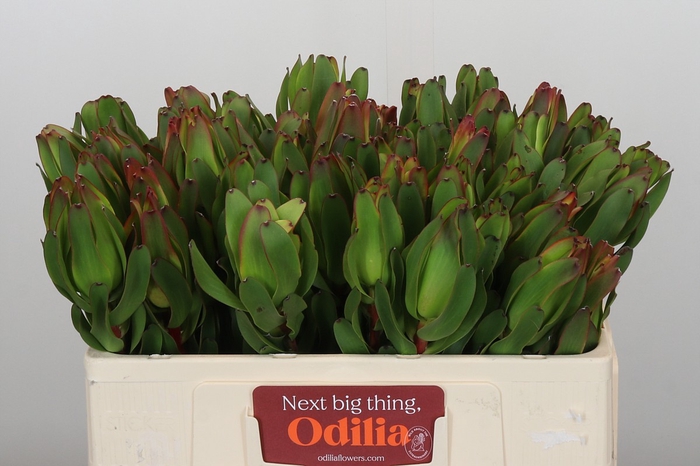 <h4>Leucadendron Laurel Yellow</h4>