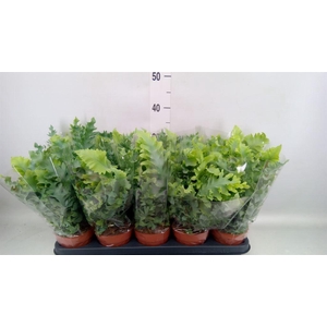 Phlebodium aureum 'Davana'