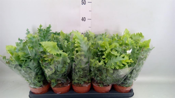 <h4>Phlebodium aureum 'Davana'</h4>