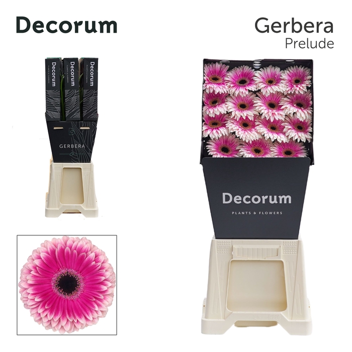 <h4>Gerbera Prelude Diamond</h4>