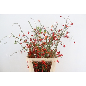 ROSA ZAFFIRO 100CM