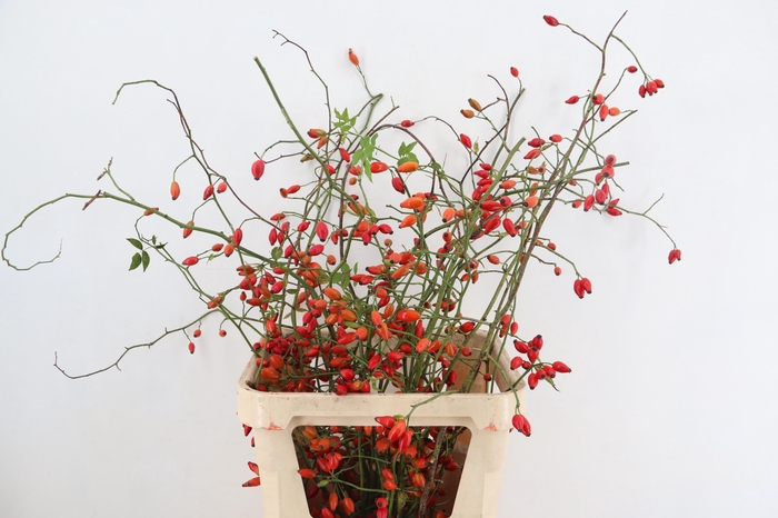 <h4>ROSA ZAFFIRO 100CM</h4>