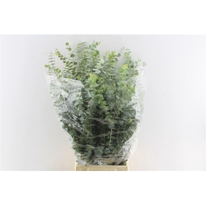 Euca Baby Blue 200 Gram Pt