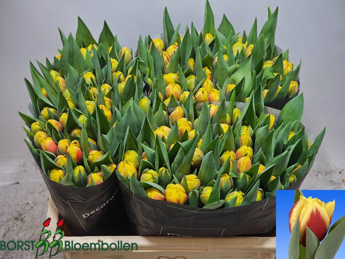 <h4>TU DU PERUGIA</h4>