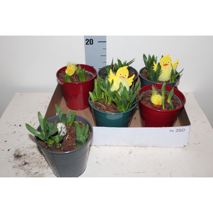 <h4>ARR BOL KNOLGEWAS</h4>