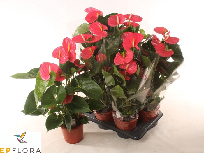 <h4>ANTHU AN ARISA PINK</h4>