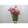 Nerine Mix