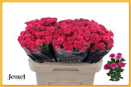 <h4>R Tr Lianne</h4>