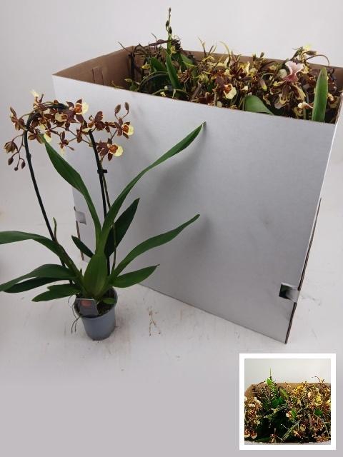 <h4>ORCHIDEEEN GEM</h4>