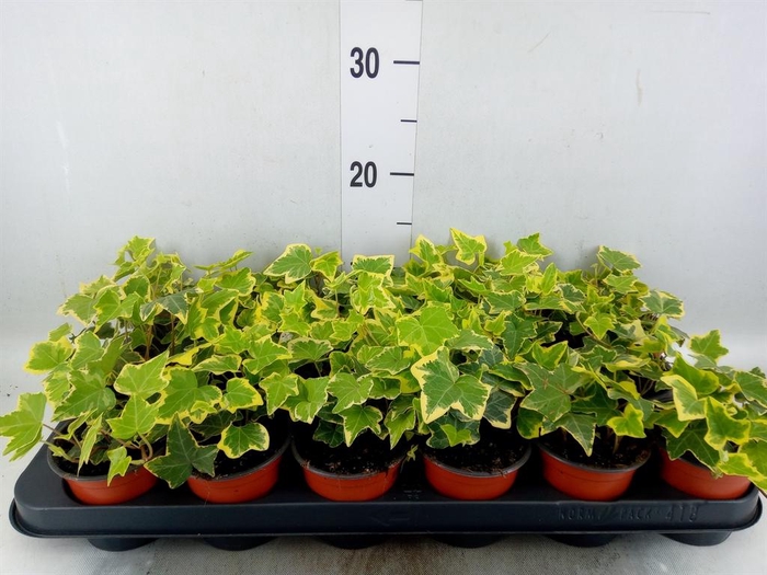 <h4>Hedera helix 'Goldchild'</h4>