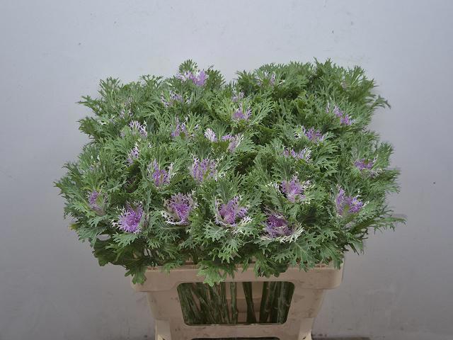 <h4>BRASS CRANE KING</h4>