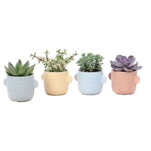 Succulent mix 8,5 cm in Bryggen sierpot