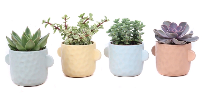 <h4>Succulent mix 8,5 cm in Bryggen sierpot</h4>