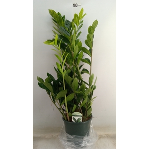 Zamioculcas zamiifolia