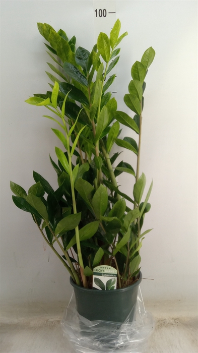 <h4>Zamioculcas zamiifolia</h4>