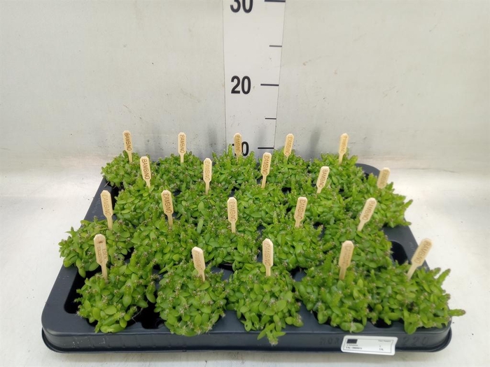 <h4>Hylocereus undatus</h4>