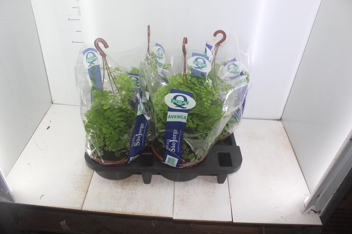 <h4>AVENCA VARIADA C21</h4>