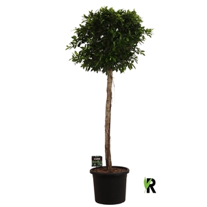 Ficus micr. Nitida op stam