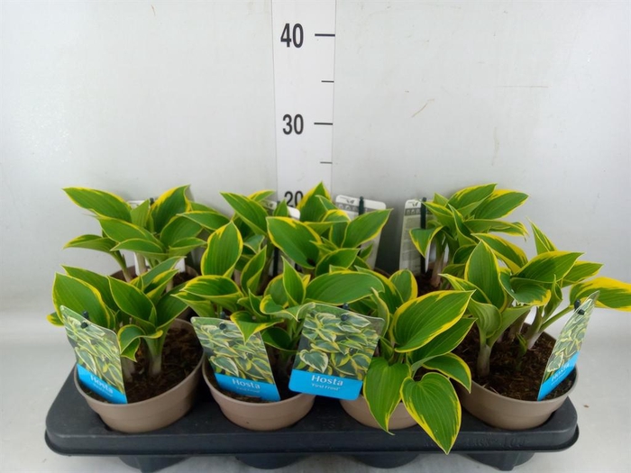 <h4>Hosta   ...</h4>