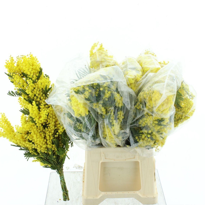 <h4>Mimosa Mirandol 400gram</h4>