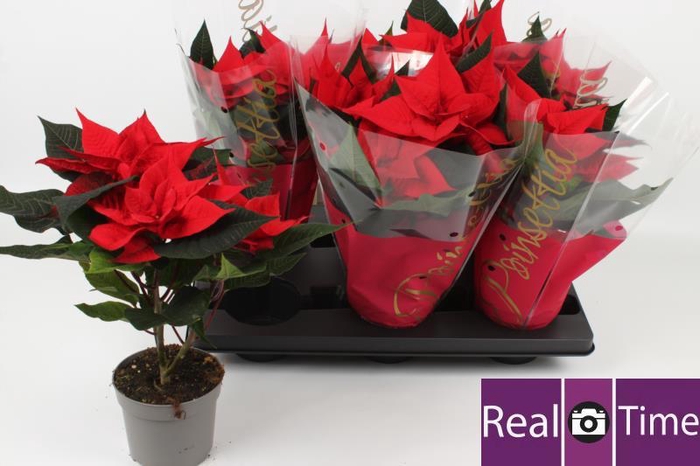 <h4>EUPHOR P PREM RED</h4>