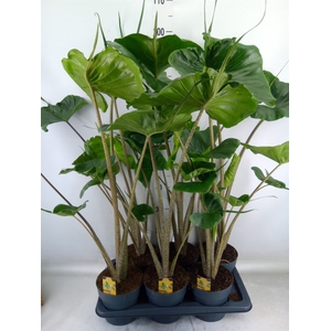 Alocasia macrorrhizos 'Stingray'