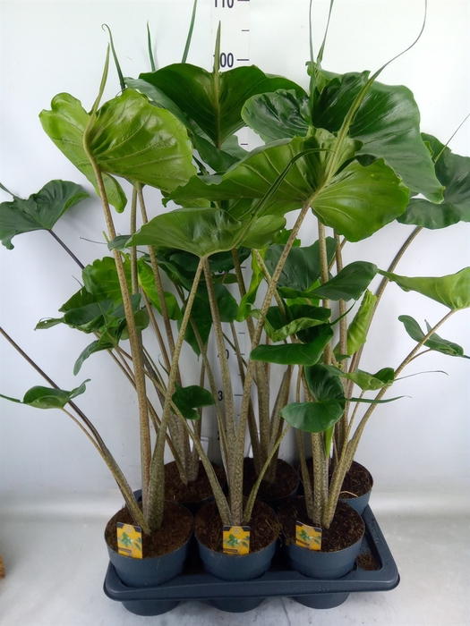 <h4>Alocasia macrorrhizos 'Stingray'</h4>