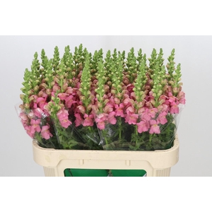 Antirrhinum Opus Pink