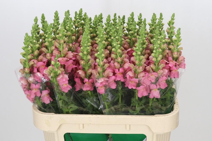 <h4>Antirrhinum Opus Pink</h4>