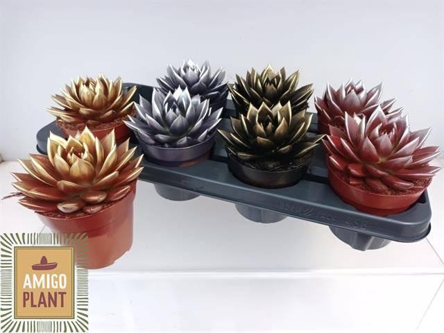 <h4>ECHEV MIRANDA</h4>