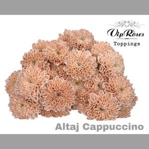 CHR T ALTAJ CAPPUCCINO