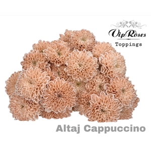 CHR T ALTAJ CAPPUCCINO
