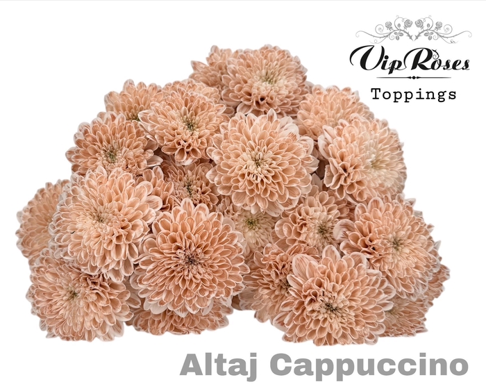 <h4>CHR T ALTAJ CAPPUCCINO</h4>