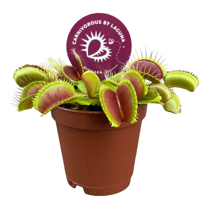 <h4>DIONAEA MUSCIPULA</h4>