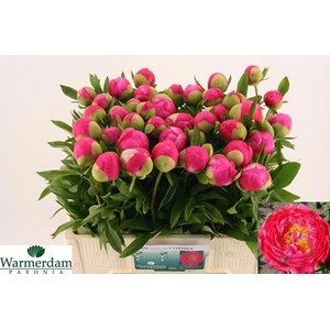 PAEO CYTHEREA