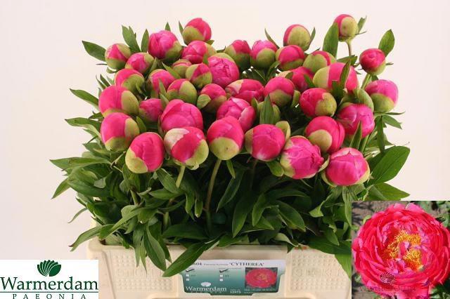 <h4>PAEO CYTHEREA</h4>