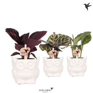 Kolibri Greens Calathea mix in Owl pot white