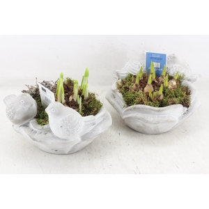 arr4 Bollenmix MB - Vogelschaal rond x3