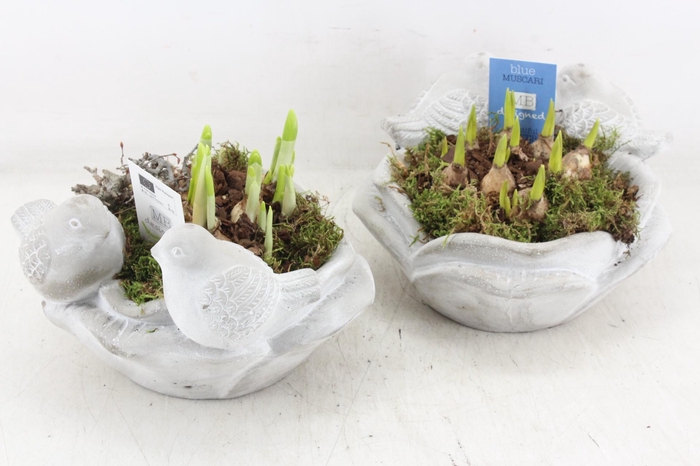 <h4>arr4 Bollenmix MB - Vogelschaal rond x3</h4>