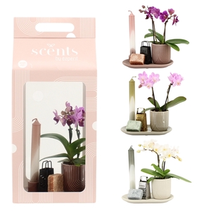 90623: Scents arrangement