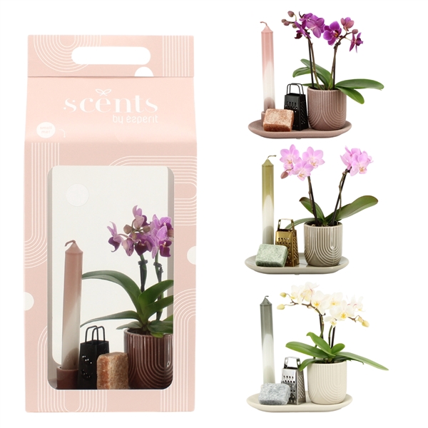 <h4>90623: Scents arrangement</h4>