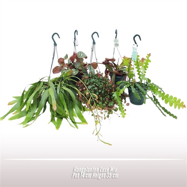 <h4>Hangplanten Luxe Mix</h4>