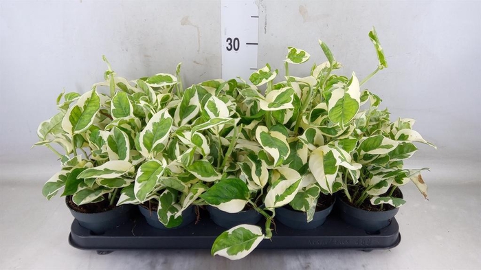 <h4>Epipremnum pinn. 'NJoy'</h4>