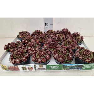 Sempervivum   ...