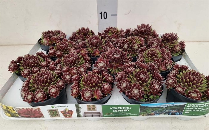 <h4>Sempervivum   ...</h4>