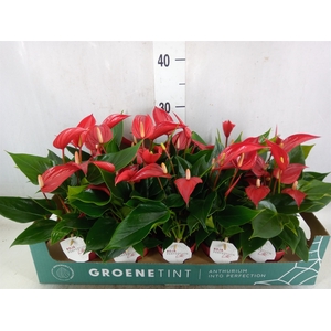Anthurium  'Banderola Roja'