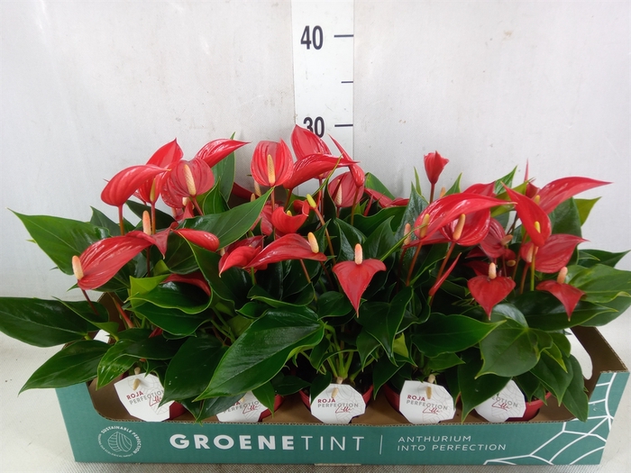 <h4>Anthurium  'Banderola Roja'</h4>